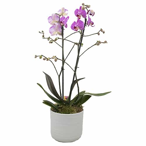 Roze Phalaenopsis in een Stenen pot